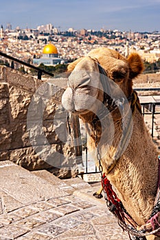 Camel in front of the Dome of Rock in Jerusalem. Israel