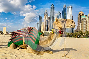 Camel in front of Dubai Marina