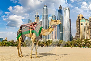 Camel in front of Dubai Marina