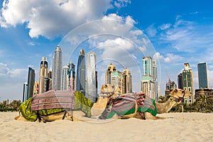 Camel in front of Dubai Marina