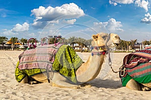 Camel in front of Dubai Marina