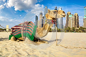 Camel in front of Dubai Marina