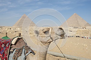 Camel in front of great pyramid of giza in Cairo