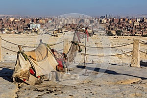 Camel in front of the Great Pyramid watches Giza, Egy