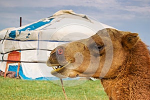 Camel in front of Mongolian ger