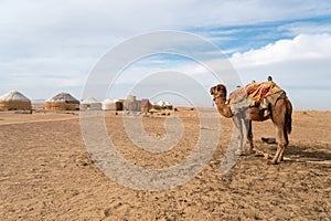 camel in front of nomad yurt camp in Central Asia, Uzbekistan