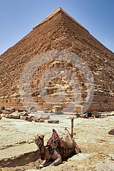 Camel in front of the The Pyramid of Khafre, Pyramid of Chephren, in Giza Plateau, Cairo, Egypt