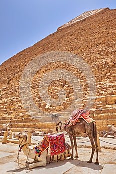 Camel in front of the The Pyramid of Khafre, Pyramid of Chephren, in Giza Plateau, Cairo, Egypt