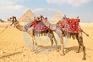 Camel in front of the pyramids in Giza, Egypt