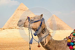 Camel in front of the pyramids in Giza, Egypt