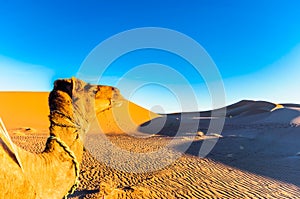 Camel in front of sand dunes in the Sahara desert next to Mhamid