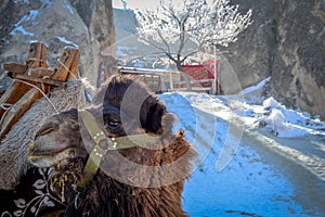 Camel In Front Of Stall With Turkish Flag, Capadoccia, Turkey