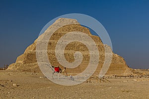 Camel in front of the Stepped Pyramid of Djoser (Zoser) in Saqqara, Egy