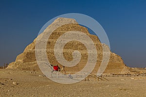 Camel in front of the Stepped Pyramid of Djoser (Zoser) in Saqqara, Egy photo