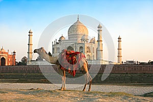 Camel in front of Taj Mahal