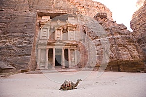 Camel in front of Treasury Petra Jordan photo