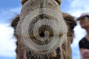 Camel front view, at Camel farm, ride in desert at Eilat, Southern Negev desert, wilderness of Israel