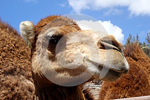 Camel in Fuerteventura island zoo