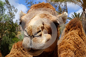 Camel in Fuerteventura island zoo