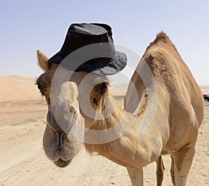 Camel photo