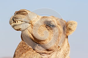 Camel with a funny facial expression