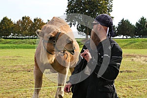 Camel with funny look, wants the cigarette from a man photo