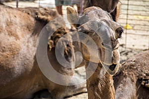 Camel funny sweet looking smiling inside Camera Oman salalah Arabic 3