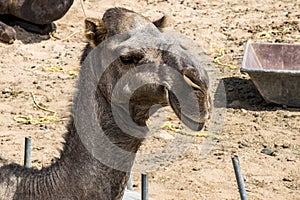 Camel funny sweet looking smiling inside Camera Oman salalah Arabic