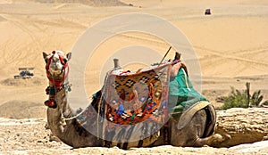Camel at giza