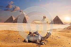 A camel of Giza in front of the Sphinx and the Pyramids, Egypt