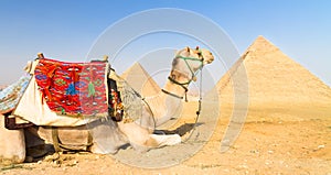 Camel at Giza pyramides, Cairo, Egypt.