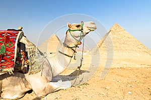 Camel at Giza pyramides, Cairo, Egypt.