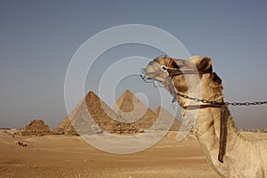 Camel in Giza Pyramids