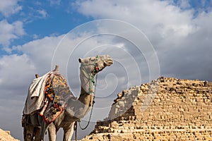 Camel on Giza Pyramids background in Egypt