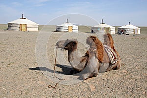 Camel in the Gobi Desert