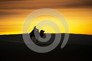 Camel going through the sand dunes on sunrise, Gobi desert Mongolia