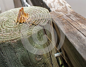 Camel or Gopher Crickets Ceuthophilus latibuli and C. walkeri