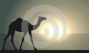 Camel graphic sign at sunrise or sunset background