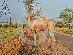 Camel grazing photo. Beautiful view of Rural area of Rajasthan.