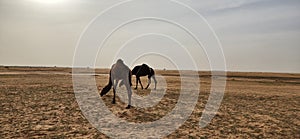 Camel grazing. Some camels grazing in the wild in Al Bandariyah, Al Qassim Province, Saudi Arabia