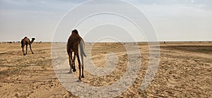 Camel grazing. Some camels grazing in the wild in Al Bandariyah, Al Qassim Province, Saudi Arabia