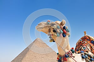 Camel with the great Pyramid in background