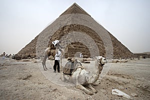 Camel at Great Pyramid of Egypt