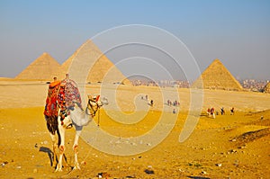 Camel and Great Pyramid of Giza