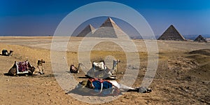 Camel and Great Pyramids of Giza, Cairo, Egypt