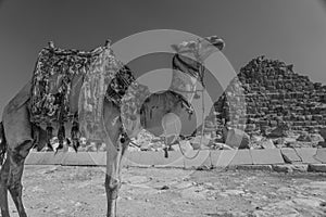 Camel and Great Pyramids of Giza, Cairo, Egypt