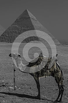 Camel and Great Pyramids of Giza, Cairo, Egypt