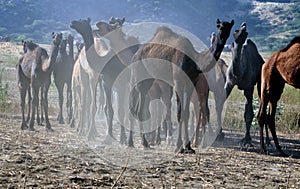 Camel group eats grass in Pushkar fair