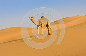 Camel in Gulf desert