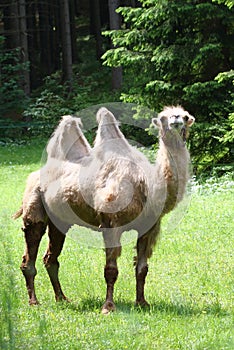 Camel